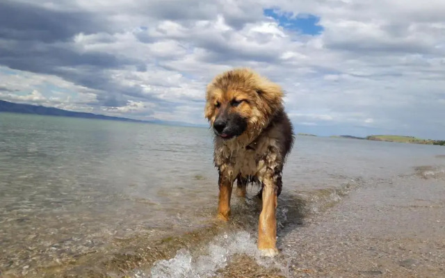 Shamanka