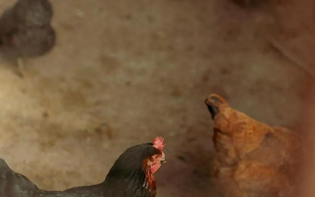 Masia CasaJoana Rural