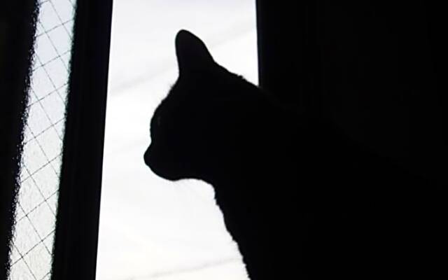 Mad Cat Hostel Osaka & Bar