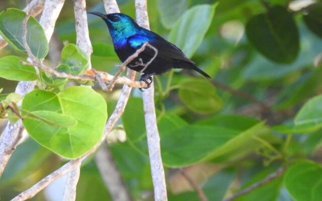 Gecko Nature Lodge & Swahili Divers