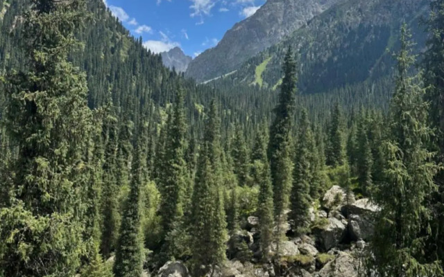 Waterfall in the yard