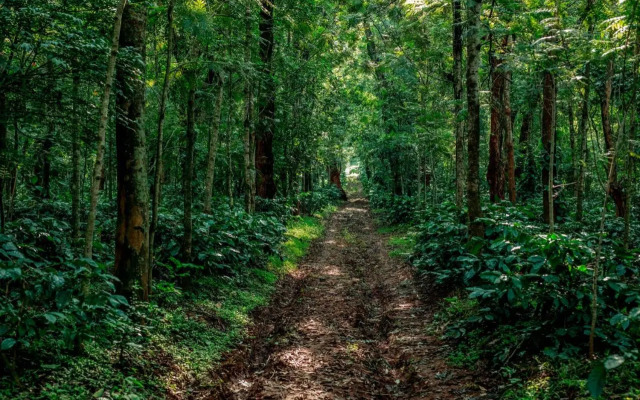 The Blossom Resort Chikmagalur