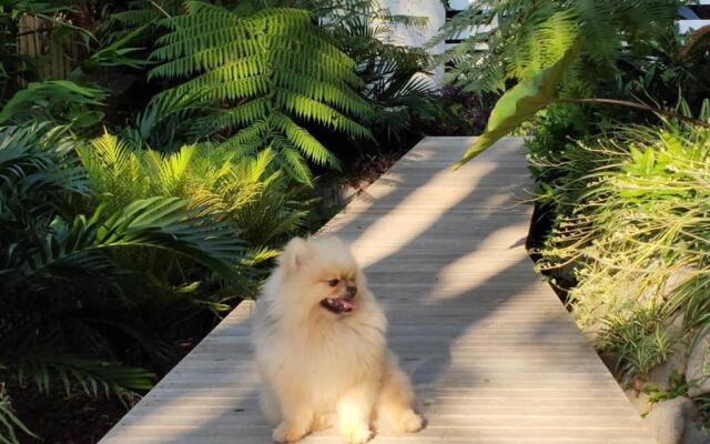 Sapphire Beach Pet Friendly Beach 5 minute walk