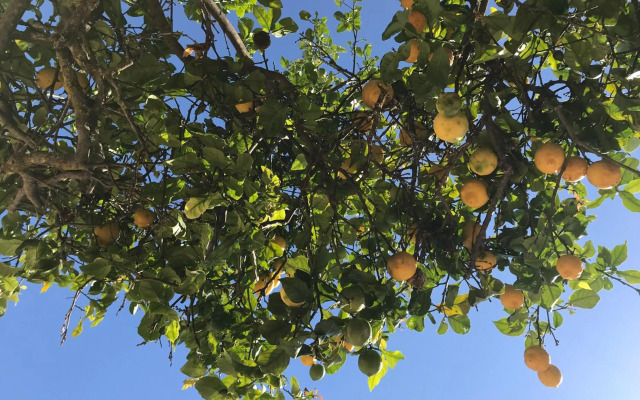 CASA BEACHCOMBER Le jardin des Arts