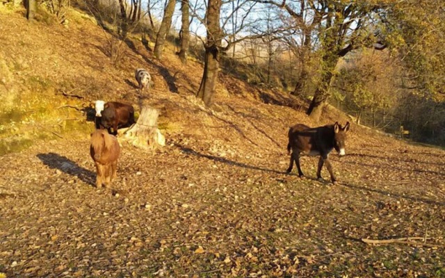 Agriturismo Tenuta del Daino