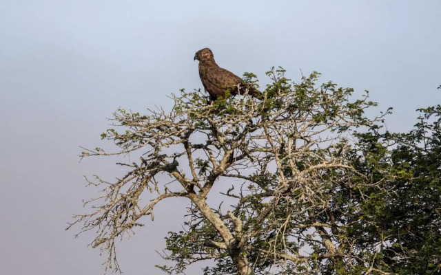 Royal Thonga Safari Lodge
