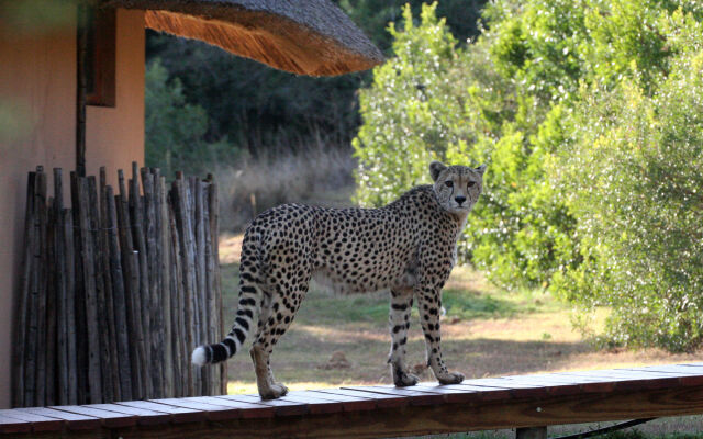 Bukela Game Lodge Amakhala Game Reserve