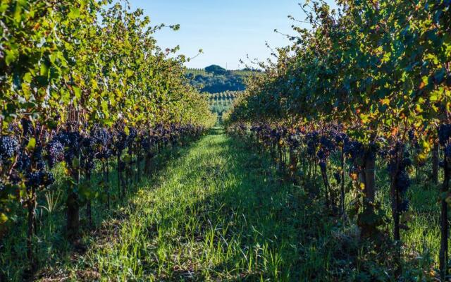 Un' Ottima Annata - La casa nel vigneto