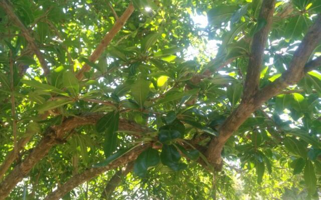 Apartment Aralo - Veraja