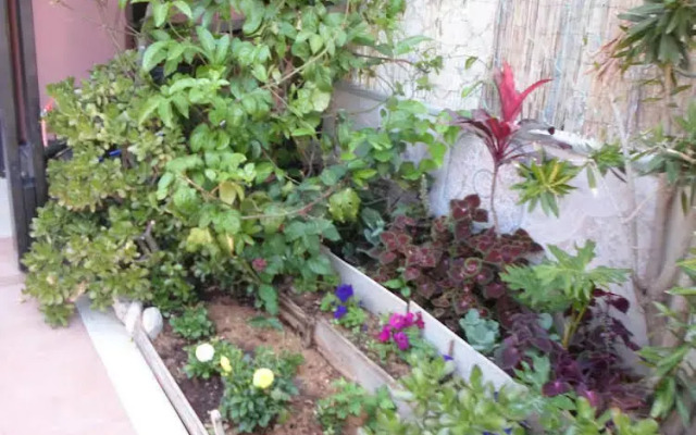 Passion Fruit Apartment