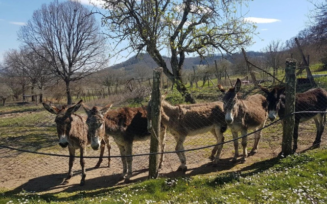 Agriturismo Il Meleto