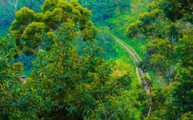 Shining Green View