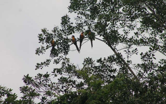 Yaguas Ecolodge