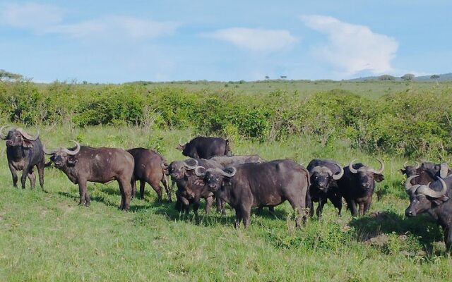 Mara Enkajiang Tented Camp