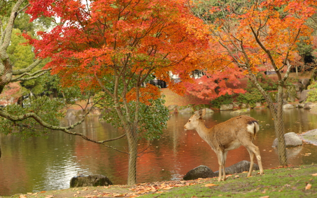 Noborioji Hotel Nara