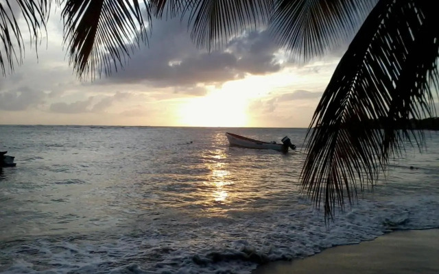 Palm View