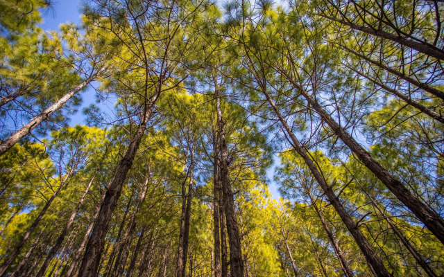Seclude Lansdowne - Uttarakhand