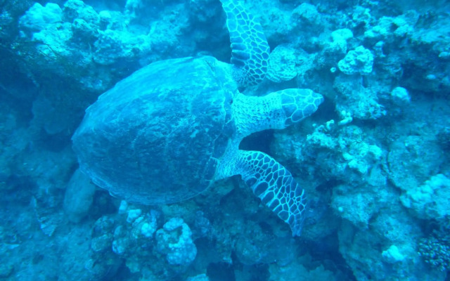 Seaview Hotel Dahab