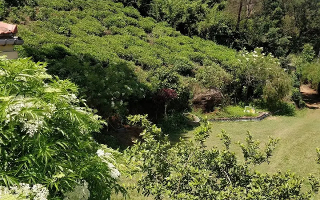 Bodhi Greens Homestays