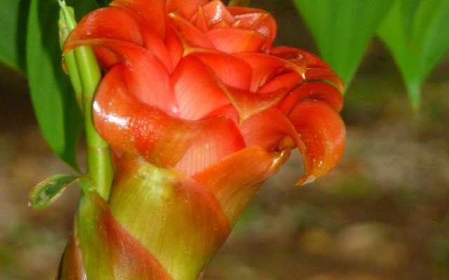 The FlyCatcher Inn Boutique Hotel