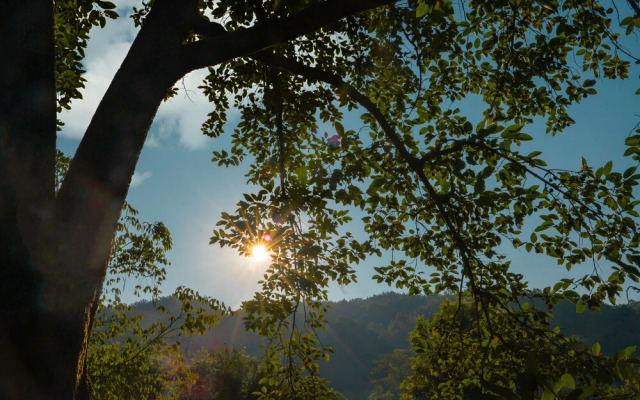 The Sylvan Retreat