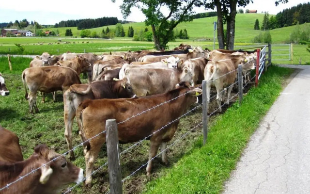 Sandra Comfortable Holiday Residence