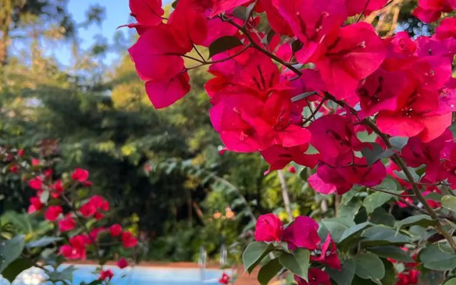 Posada Colibri