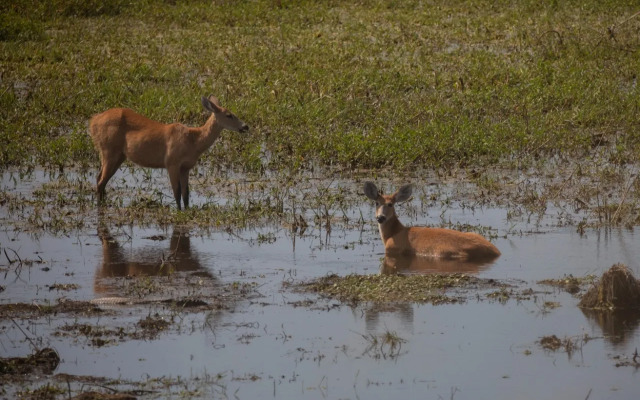 Pantanal Jungle Lodge