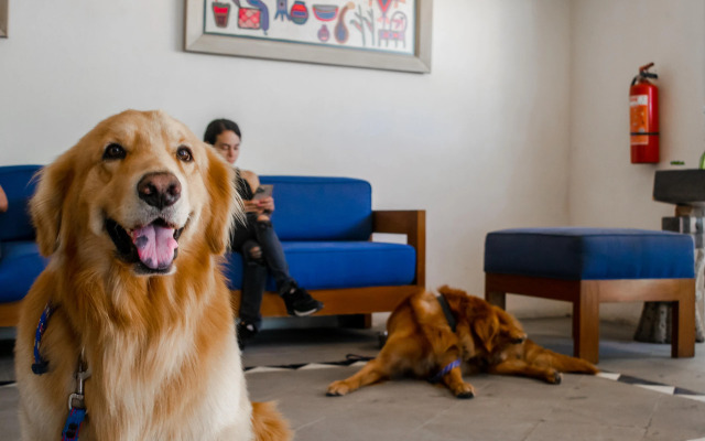 Puerto de Luna Pet Friendly & Family Suites Hotel