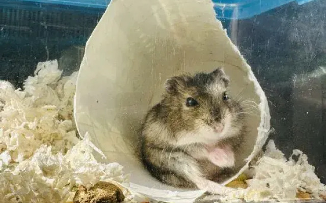 Wuzhishan Yisuli Theme Hotel