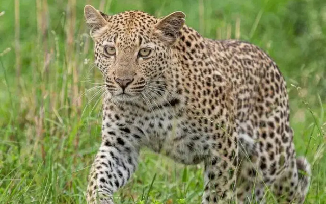 Leopard Sands, Kruger Park