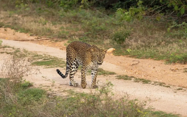 The Den at Yala