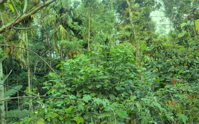 Spices Garden Homestay & Plantation Tour
