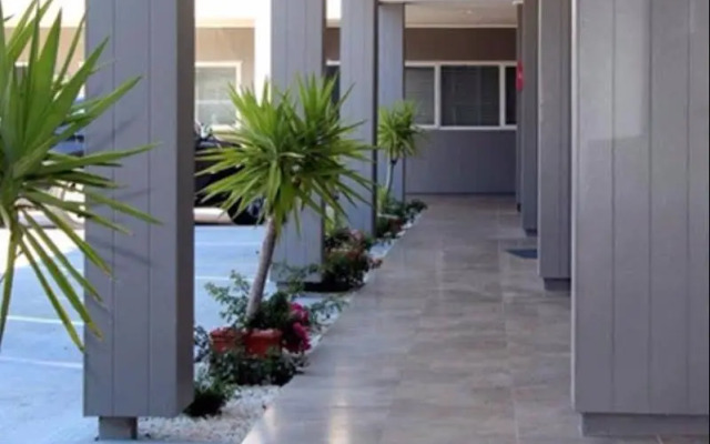 Auckland Phoenix Palm