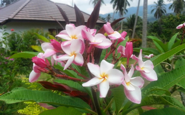 Tropical Season Villa Resort