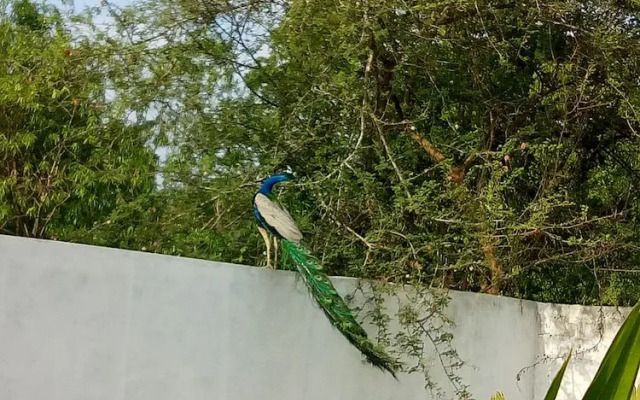 Saman Resort