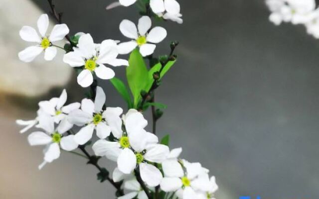 Qingcheng Mountain Suxi Qingshan Forest Homestay