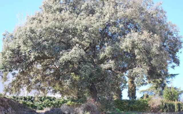 La Encina Centenaria