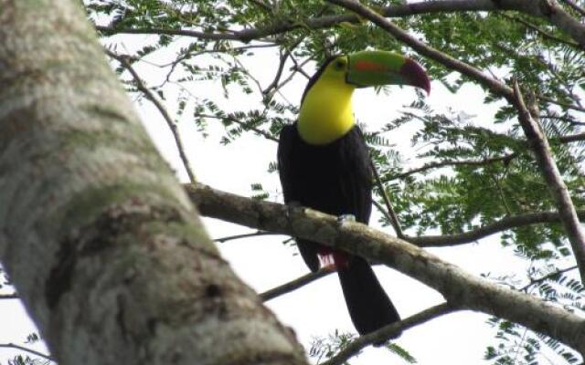 Macaw Bank Jungle Lodge