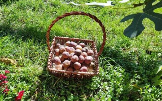 The Wild Fig