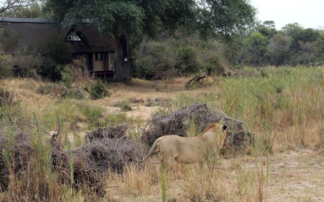 The River Lodge At Thornybush
