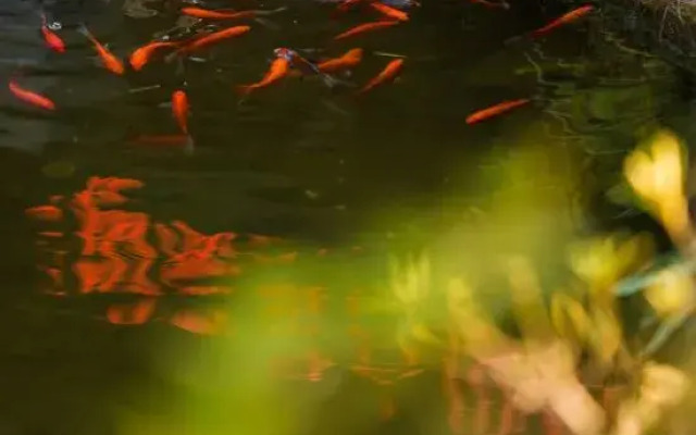 Wuyishan Guanjing Shanfang Hotel