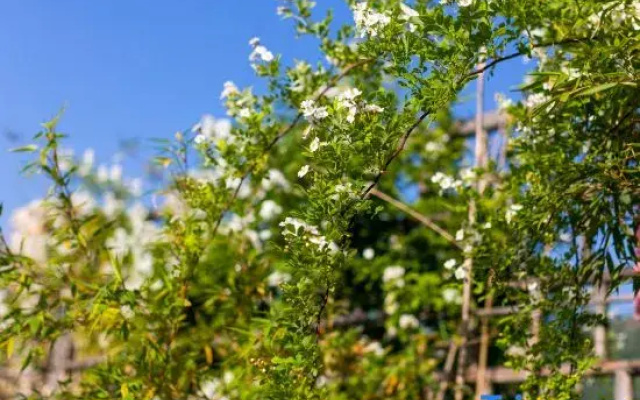 Floral Hotel·Yunqi Xiaozhu Hotel(Lantian Buckwheat Ridge Store)