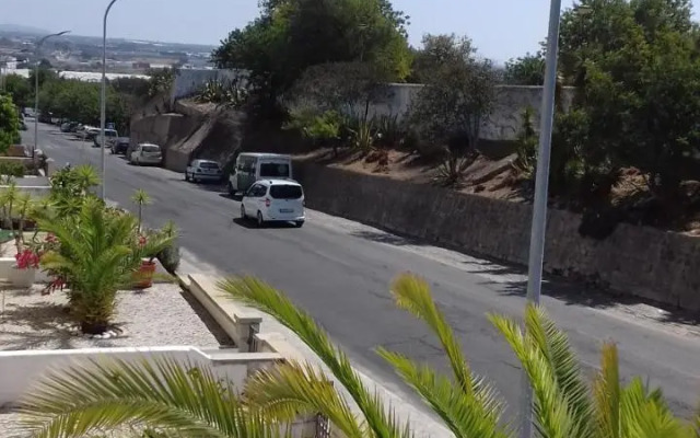 Palmeira