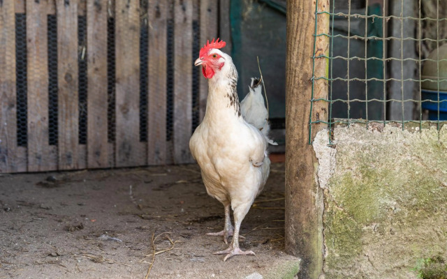 Quinta biológica, com vista, na Serra de Sintra
