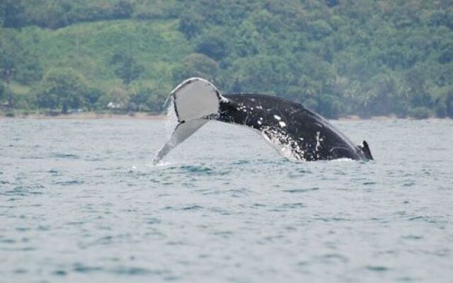 Hotel Paso de Ballenas