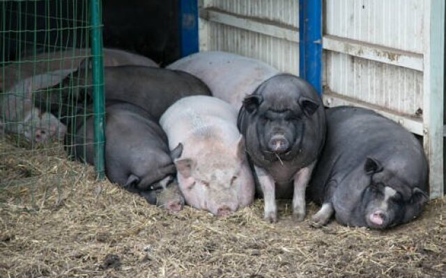 Hoevedomein Polderrust