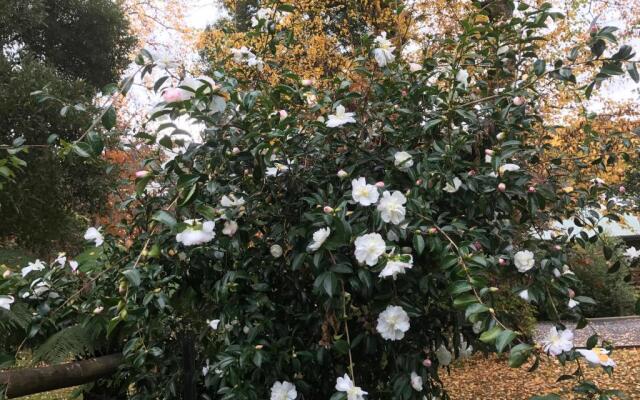 Goldberryaccommodation