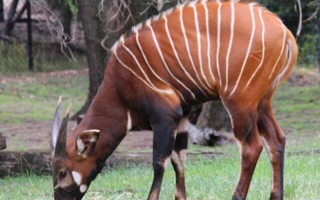 Billabong Camp, Taronga Western Plains Zoo