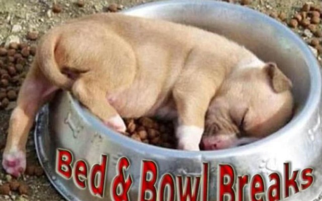Dog Friendly Bed & Bowl Beach Chalet